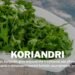 koriandri